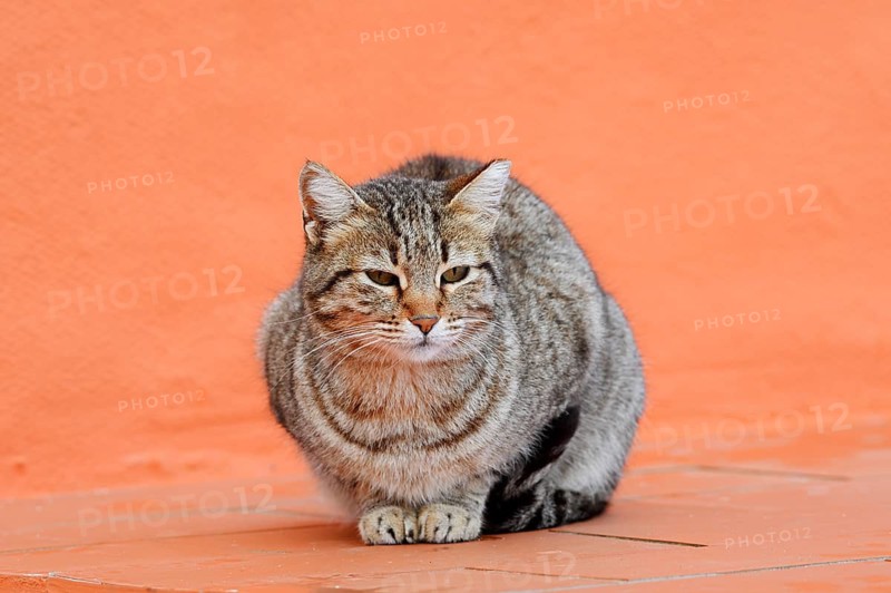 House cat, Algarve, Portugal