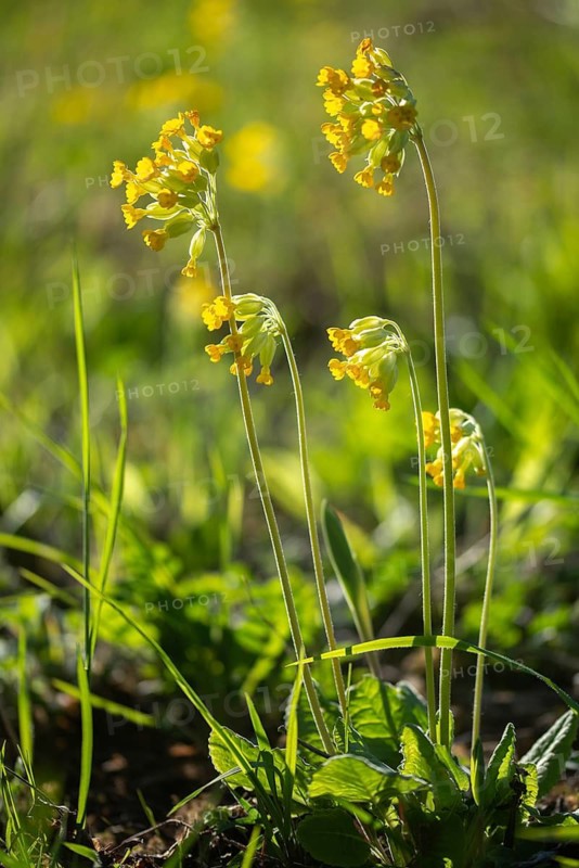 Primrose, primula officinalis, primula veris, primulaceae, cowslip, meadow cowslip, common cowslip, cowslip primrose, flora, high size, vertical format, plants, plants