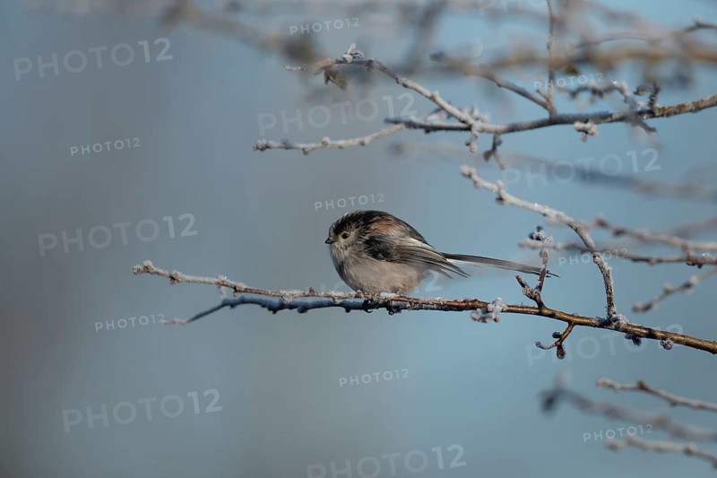 Long tailed tit (Aegithalos caudatus) adult bird on a frost covered tree branch in winter, England, United Kingdom