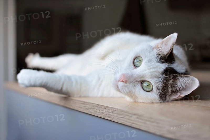 European house cat lying on side on table with green eyes and pink nose