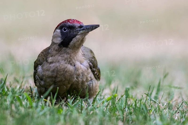 Green Woodpecker (Picus viridis), Emsland, Lower Saxony, Germany