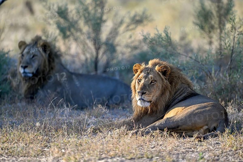 Two male lions (Panthera leo) in the southern part of the Okavango Delta near Atzaró Camp, North-West District, Botswana