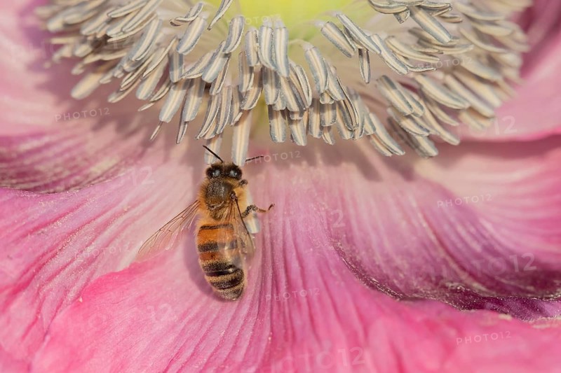 Honey bee (Apis mellifera) adult insect feeding on a garden poppy flower, Suffolk, England, United Kingdom