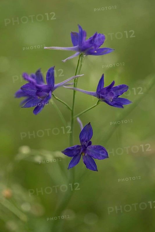 Royal larkspur (Consolida regalis), Emsland, Lower Saxony, Germany