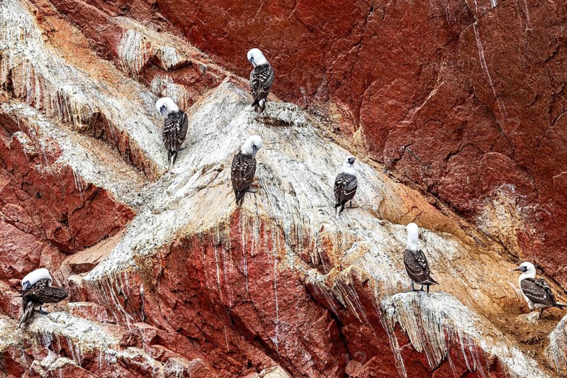 Several birds are resting on striking red rocks marked by natural white stripes: Ballestas Islands boobies near Paracas in Peru (Sula variegata)
