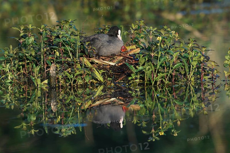 Common coot (Fulica atra) with chicks on the nest, North Rhine-Westphalia, Germany
