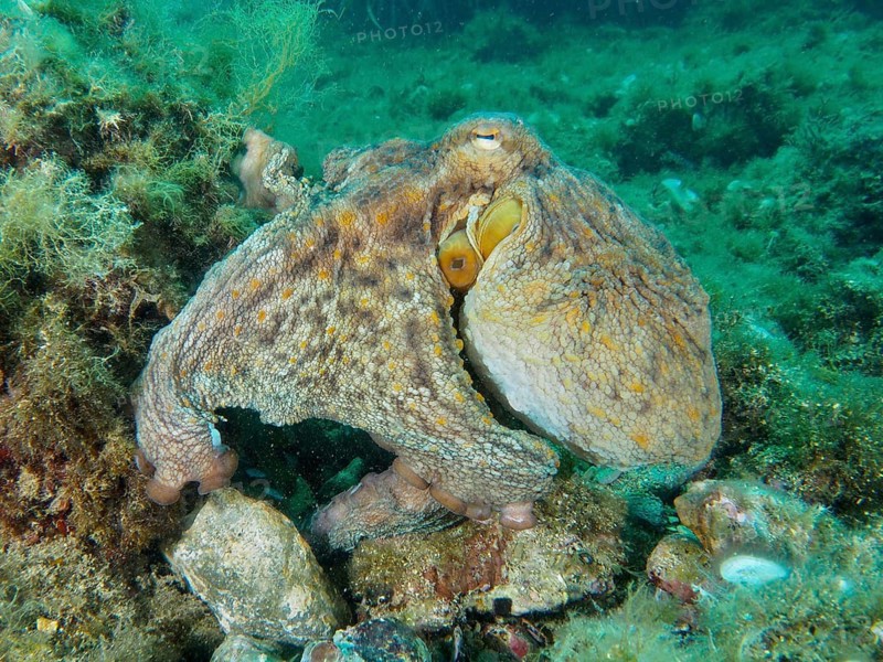 A Common Octopus (Octopus vulgaris) on an underwater rock, barely visible due to its camouflage, dive site: Cap de Creus Marine Reserve, Rosas, Costa Brava, Spain, Mediterranean Sea