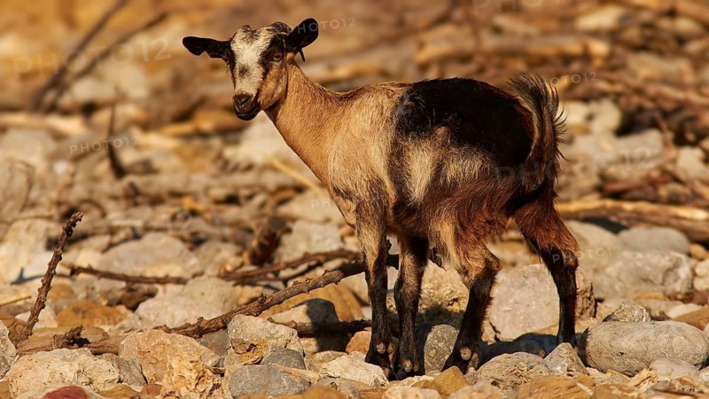 Morning light, a goat standing among stones surrounded by natural environment, Rodopou Peninsula, Rodopou, West Crete, Greek Islands, Greece