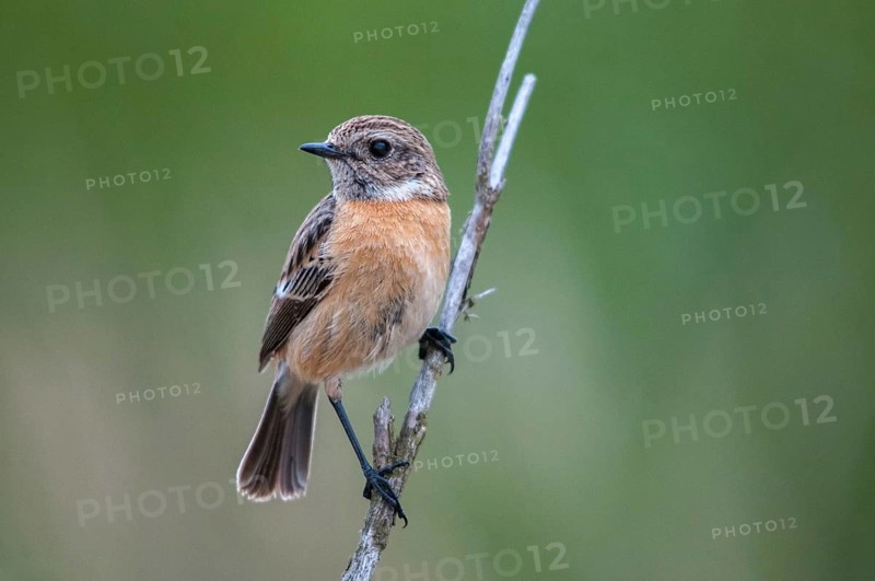 2009, Brandenburg, Germany, Nabu, national natural heritage, natural paradise Grünhaus, saxicola torquata, black throat, stonechat, post-mining landscape, birds, female, green house, passeri, songbirds, birds, female