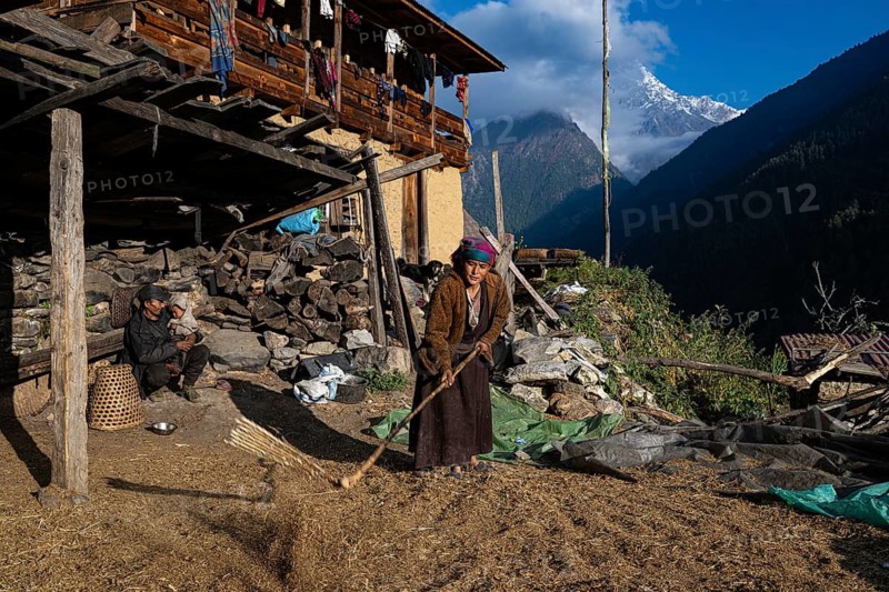 A young woman works at her home with a flail, traditional work, Tsum Valley, Himalayas, Nepal