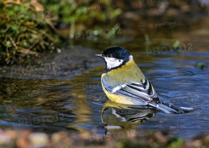 Great tit, great tit, parus major, bath, bird bath, birds, tit, passeri, songbirds, songbirds, tits, potions, birdbath, birds, watering place