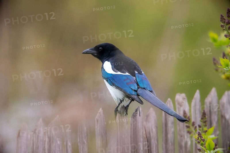 Magpie, pica pica, birds, corvidae family of birds, garden, garden fence, garden fence, passeri, corvids, songbirds, birds