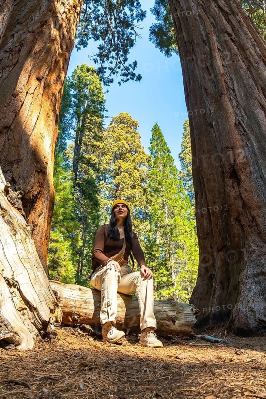 Young female traveler sitting on a log, looking up at the towering giant sequoia trees in sequoia national park, enjoying the vast redwood forest and natural environment during her outdoor adventure