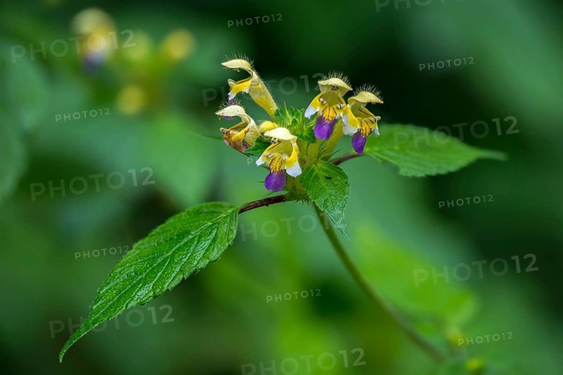 Colorful hollow tooth, Edmonton hempnettle, galeopsis speciosa, lamiaceae, mint, flora, hollow tooth, large-flowered hemp-nettle, plants, plants