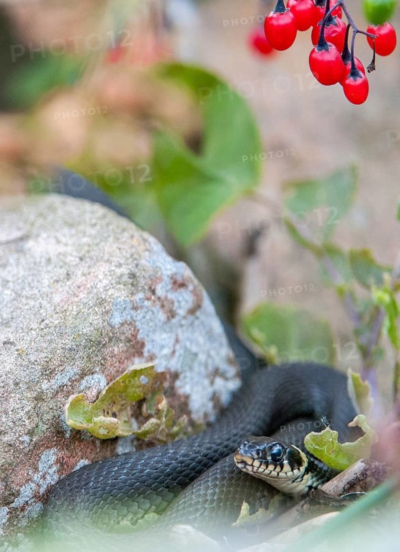 Grass Snake, Natrix Natrix, Grass Snake, Critters, High Size, Portrait, Reptilia, Reptiles, Ringed Snakes, Snakes, Water Snakes