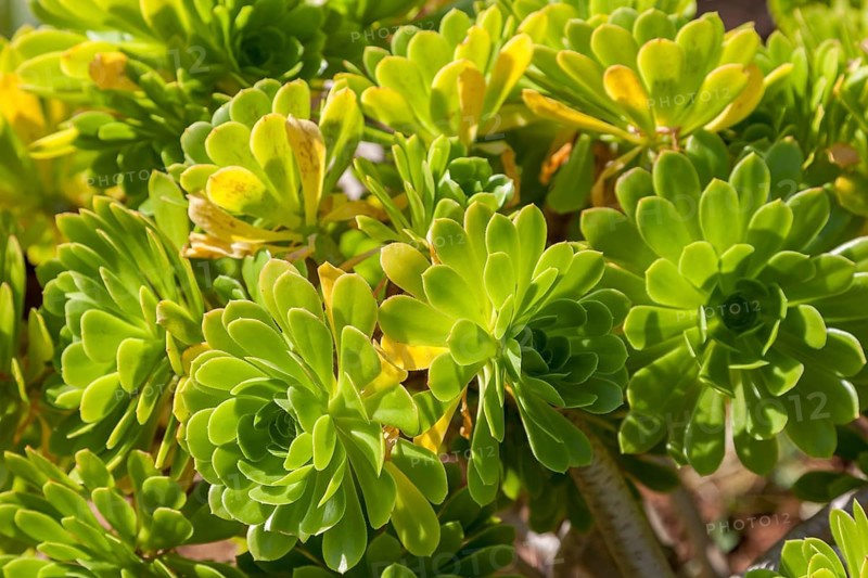 Lush green succulents in sunlight with healthy leaves and natural charm, Aeonium, Majorca, Balearic Islands, Spain