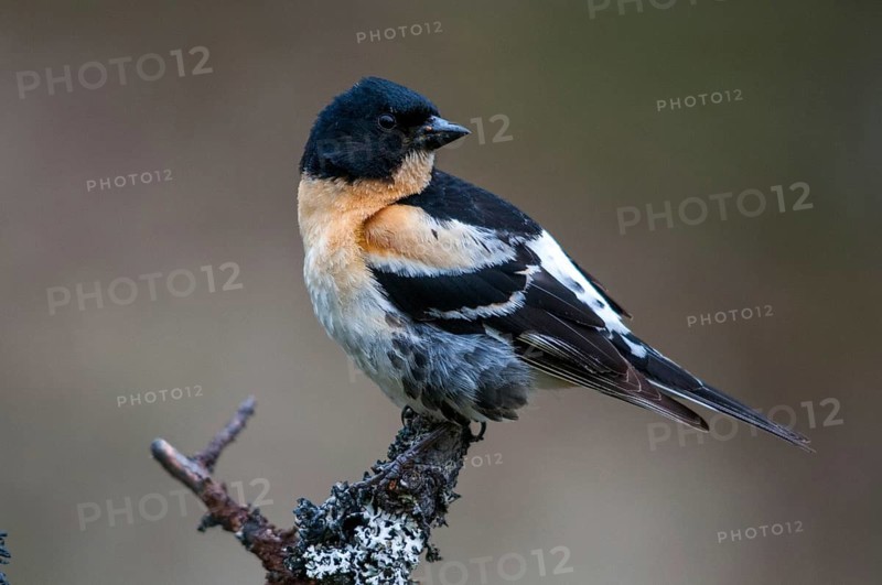 Mountain finch, brambling, Finland, fringilla montifringilla, birds, male, passeri, songbirds, birds