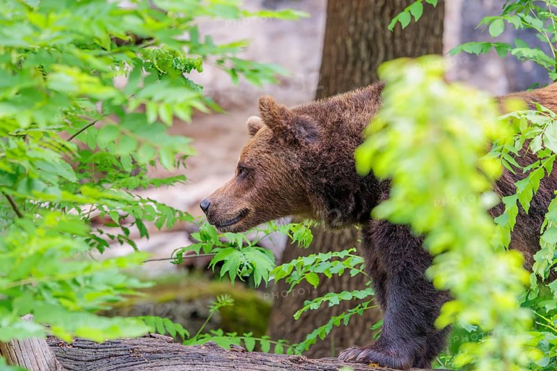A female brown bear (Ursus arctos arctos) is hiding behind dense vegetation in hilly terrain. Transylvania, Romania