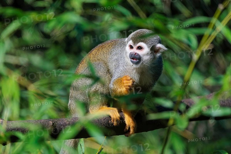 A Central American squirrel monkey (Saimiri oerstedii) looks for food in a green bush. Costa Rica, Central America