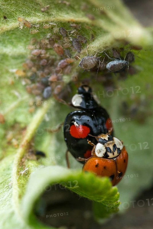 Asian ladybeetle, Asian ladybird, coccinellidae, coccinellinae, harlequin ladybird, harmonia axyridis, ladybird, ladybird, multicolored ladybird, beetle, coleoptera, harlequin, high size, portrait format, insects, copula, beetle, multicolored Asian, mating