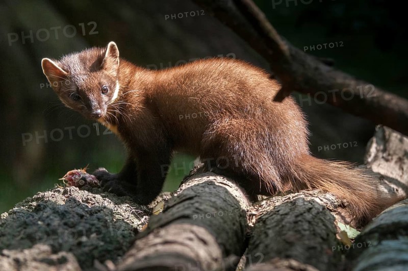Tree martens, carnivora, European pine species, martes martes, pine species, predators, mammals, raptors, mammals, mammals