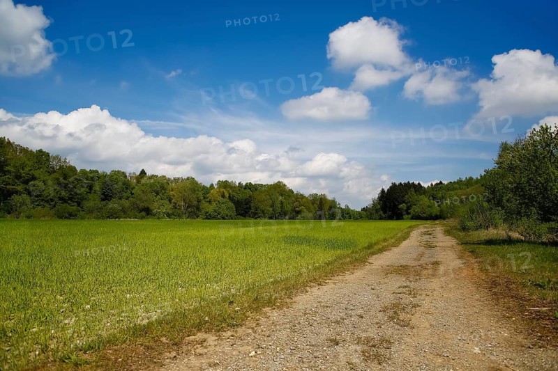 Way to the quarry lake, left field, green, blue sky, clouds, shrubs behind, agricultural area, species protection, water ecology, habitat, restoration, Laizer quarry lake, nature conservation in the Paultertal industrial park, Laiz-Inzigkofen, Sigmaringen district, Baden-Württemberg, Germany