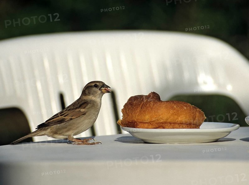 House Sparrow, Passer Domesticus, Sparrow, Birds, Female, Garden, Passeri, Songbirds, Sparrow, Sparrow, Sparrow, Sparrow, Sparrow, Sparrow, Birds, Female