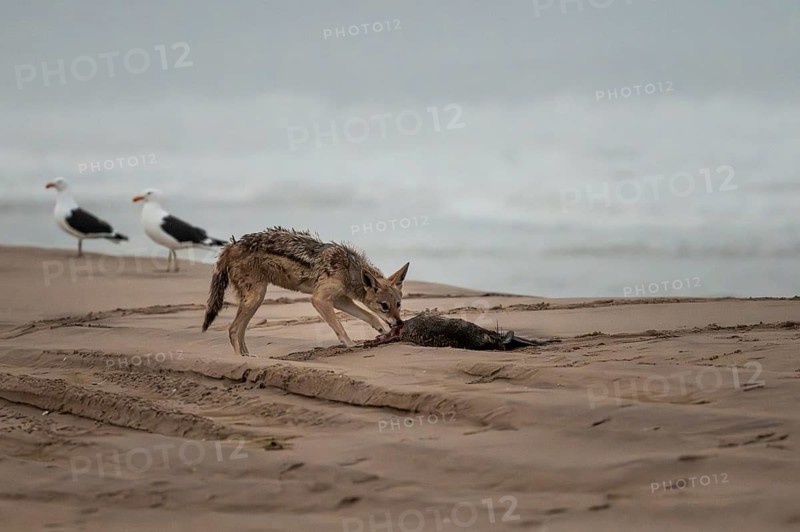 Black-backed jackal (Canis mesomelas) feeding on a dead seal on the beach, Atlantic coast, Namib Naukluft Park, Namib Desert, Namibia