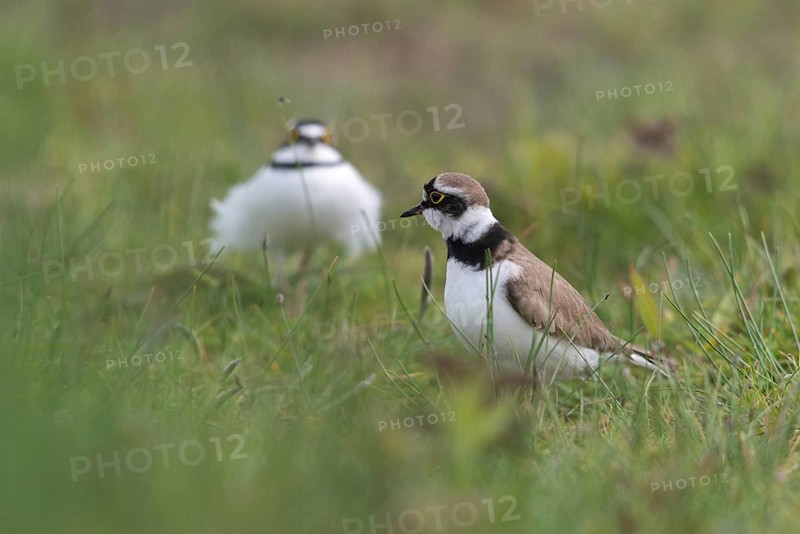 Charadrius Dubius, plover, little ringed plover, courtship, courtship, birds, charadriiformes, courtship display, limikolen, plower, plover, birds, waders, waders