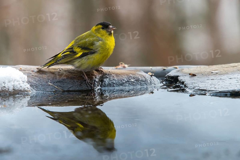 Carduelis spinus, siskin, spinus spinus, siskin, bath, bath, bird bath, birds, male, mirror, male, passeri, songbirds, songbirds, reflection, drinking, birdbath, birds, watering place