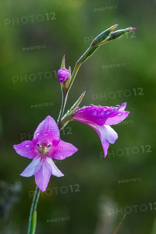 Gladiolus illyricus, Illyrian victorious root, iridaceae, iris family, victorious, extremadura, flora, high size, portrait format, plants, Spain, wild gladiolus