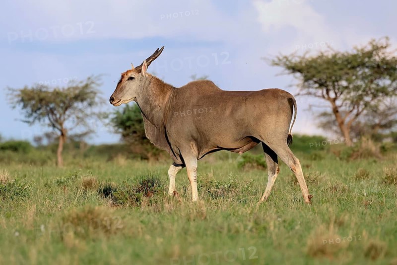 Eland (Taurotragus oryx), adult, alert, foraging, Mokala National Park, Northern Cape, South Africa