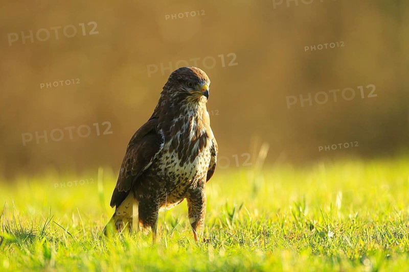 A buzzard gazes calmly out over a grassy area in soft light, a common buzzard (Buteo buteo), a fully-grown bird of prey in a field, Baden-Württemberg