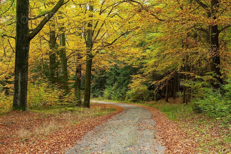 Autumn, landscape, landscape, deciduous forest, forest, wood