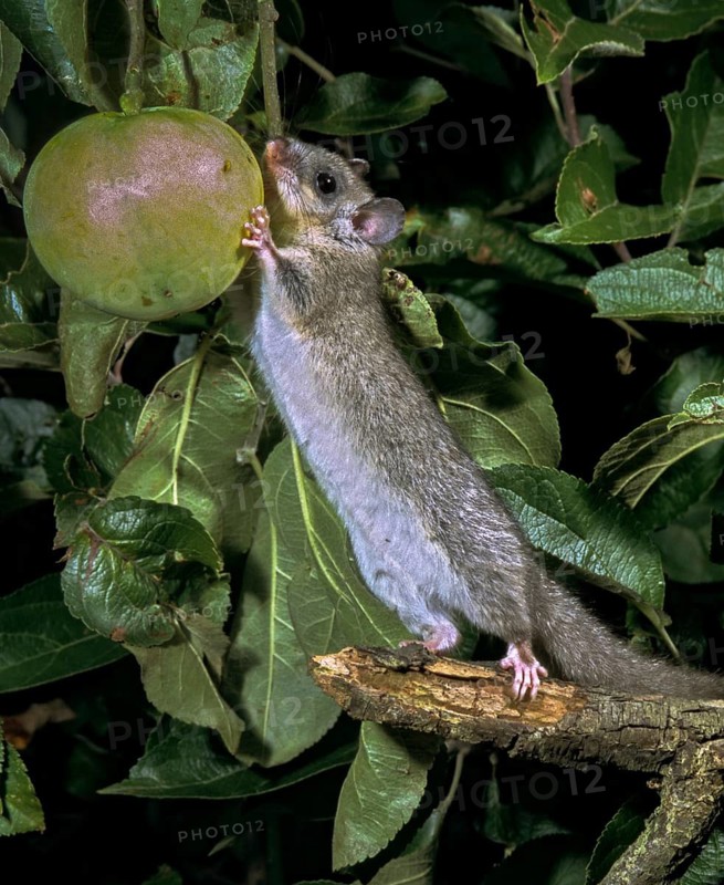 Edible dormouse, fat dormouse, glis glis, rodents, rodentia, dormice, dormice, dormouse, foraging, garden, high size, portrait format, mammals, foraging, rodents, sleepers, mixed fruit, mammals