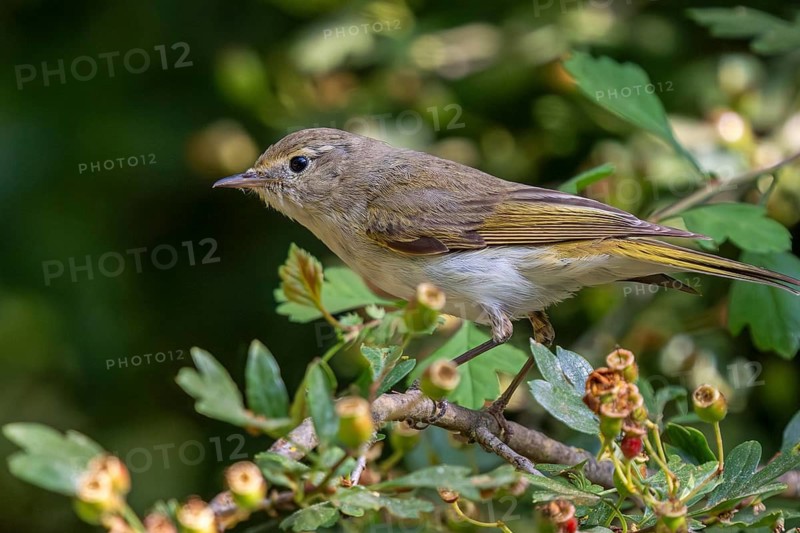Western Bonelli's warbler (Phylloscopus bonelli) adult perched in bush in spring, Spain