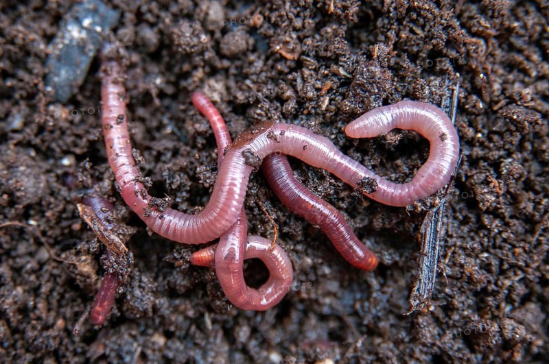 Annelida, clitellata, earthworm, shingles, lumbricidae, oligochaeta, annelids, few bristles, earthworm