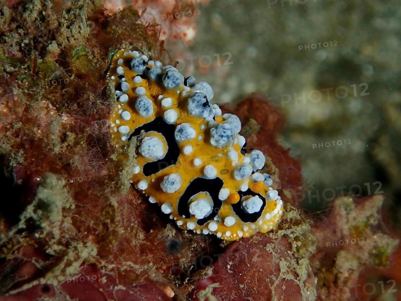 A small sea snail with yellow and white spots, the ocellated wart snail (Phyllidia ocellata), on coral rock, Prapat dive site, Penyapangan, Bali, Indonesia