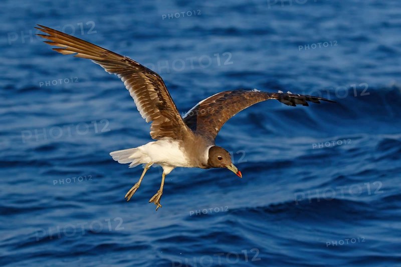 Hemprich's Gull, (Ichthyaetus hemprichii), (Larus hemprichii), Fish Eagle Gull Salalah, Off Mirbat, Dhofar, Oman