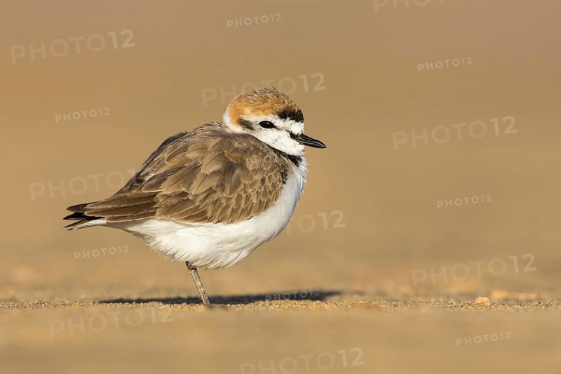 Kentish Plover (Charadrius alexandrinus) on beach, Fuerteventura, Spain