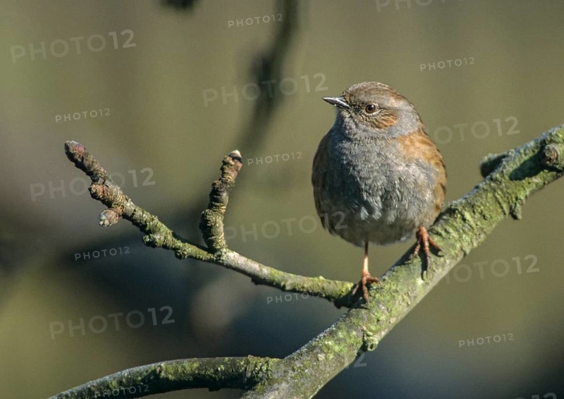 Dunnock, heckenbraunelle, Prunella modularis, birds, passeri, songbirds, birds