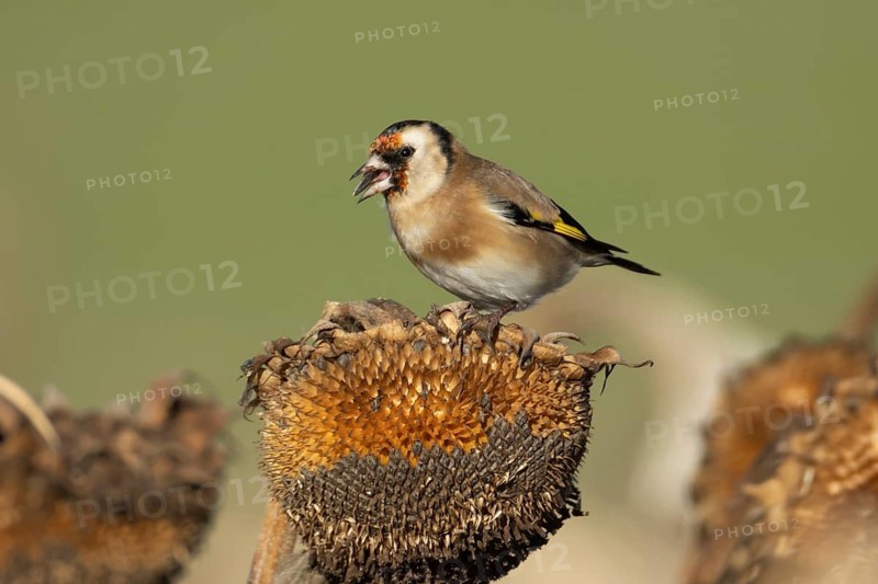 European goldfinch (Carduelis carduelis) adult bird feeding on sunflower seeds on a seedhead in winter, England, United Kingdom