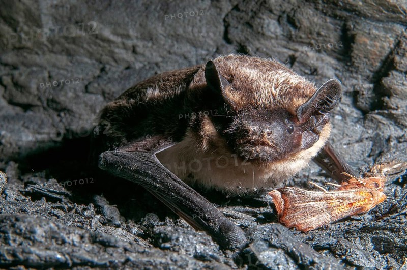 Leather-winged bat, parti-coloured bat, vespertilio murinus, bicolor bat, chiroptera, bats, mammals, mammals