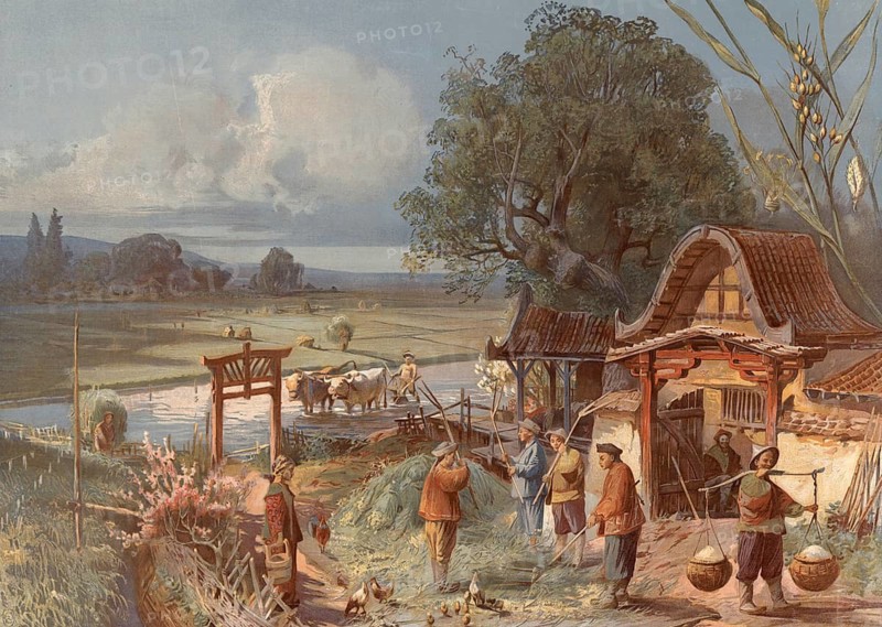Traditional rice farming, Oryza sativa, in East Asia, including scenes such as ploughing with water buffaloes. Scene shows in detail the traditional Asian rice farming culture from tillage with water buffaloes in the background to harvesting and transportation in baskets in the foreground, 1890, school painting, illustration, reproduction from a model from the 19th century. School picture, mural, authentic, file restored for optimal use, exact date of original unknown, historical