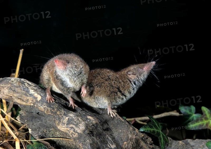 Crocidura Russula, Greater White-Toothed Shrew, House Shrew, Insectivora, Insectivora, Mammals, Shrew, Mammals