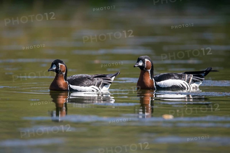Branta ruficollis, red-necked goose, anatidae, birds, duckbirds, goose, geese, red-breasted goose, birds, waterbirds, waterbirds