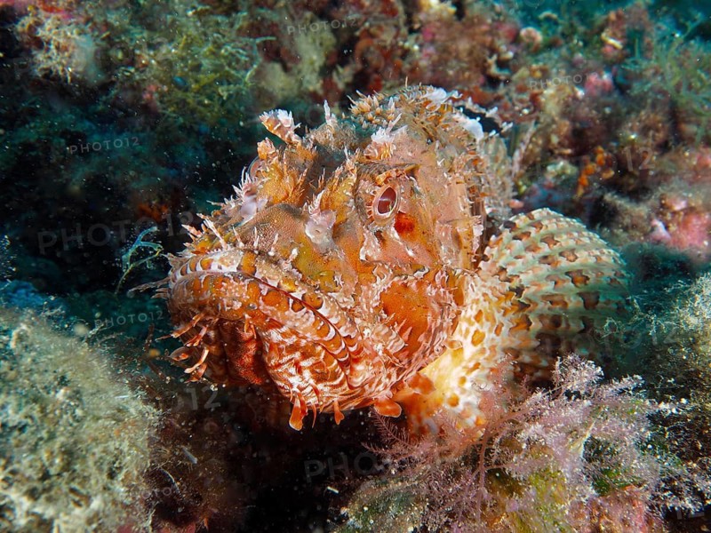 A camouflaged fish, the red scorpionfish (Scorpaena scrofa), rests on a rock covered in seaweed, dive site: Cap de Creus Marine Reserve, Rosas, Costa Brava, Spain, Mediterranean Sea