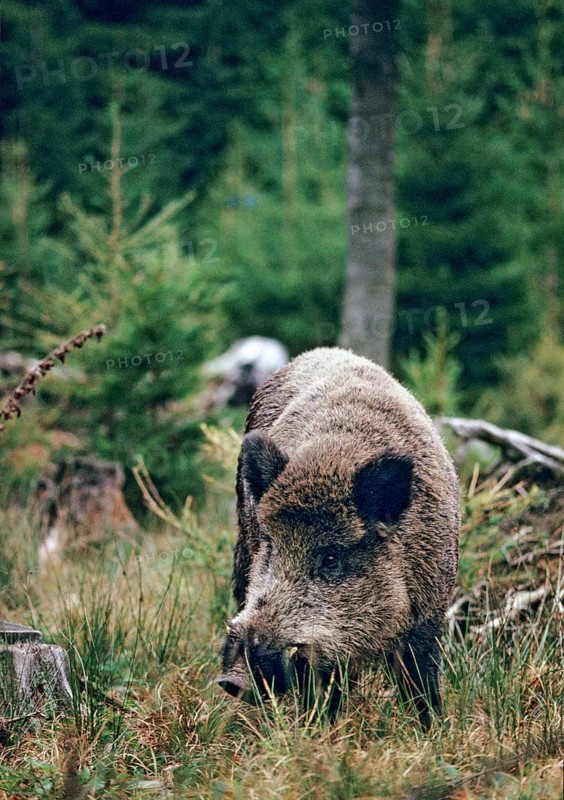 Artiodactyla, even-toed ungulate, cloven-hoofed, wild boar, wild boar, wild boar, high size, portrait, boar, boar, leo, male, mammal, mammal