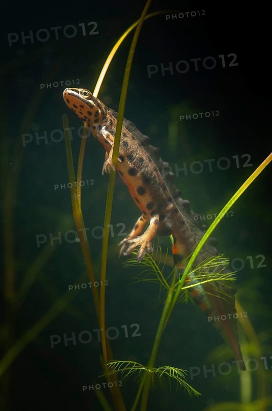 Lissotriton vulgaris, smooth newt, triturus vulgaris, amphibians, amphibians, high size, portrait format, amphibians, male