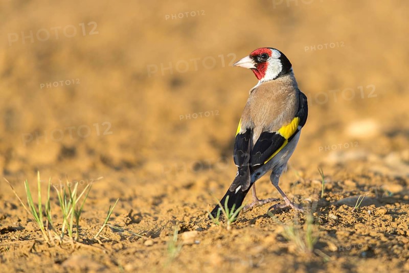 Carduelis carduelis, goldfinch, goldfinch, goldfinch, birds, passeri, songbirds, birds